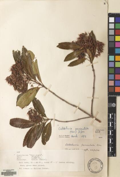 Caldcluvia paniculata [Espécimen: ]