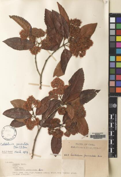 Caldcluvia paniculata [Espécimen: ]