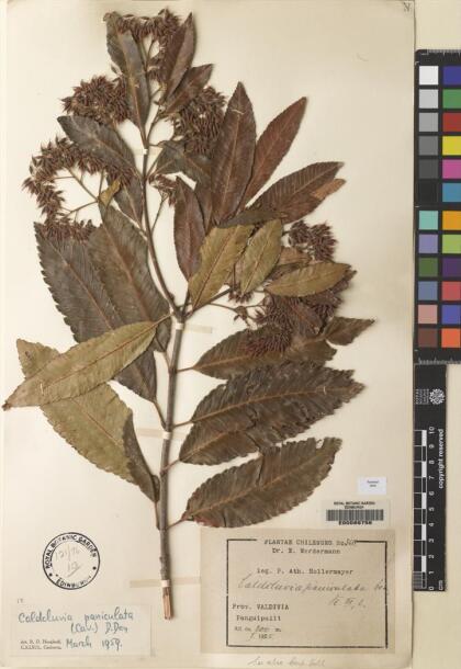 Caldcluvia paniculata [Espécimen: ]