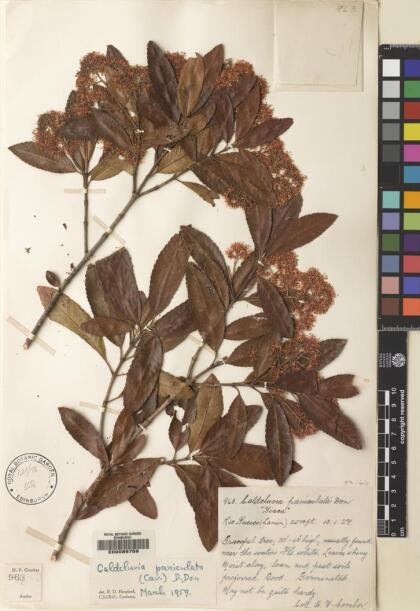 Caldcluvia paniculata [Espécimen: ]