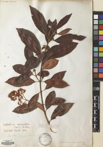 Caldcluvia paniculata [Espécimen: ]
