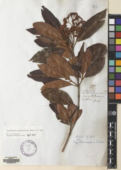 Caldcluvia paniculata [Espécimen: ]