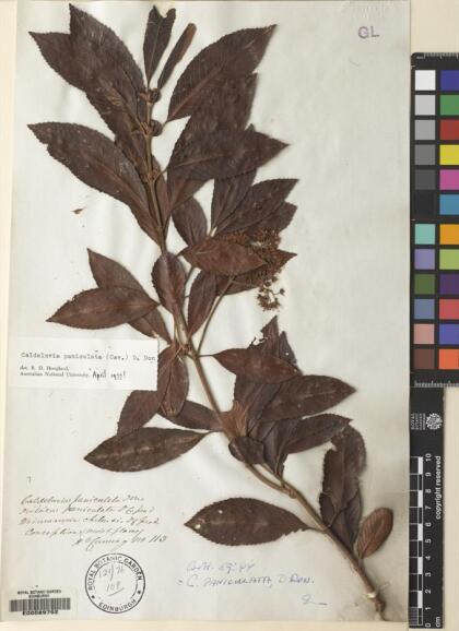 Caldcluvia paniculata [Espécimen: ]
