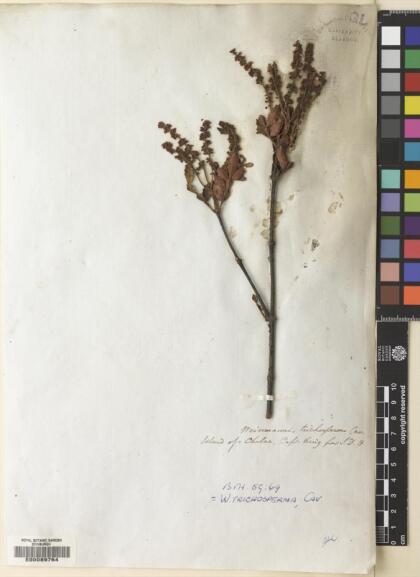 Weinmannia trichosperma [Espécimen: ]
