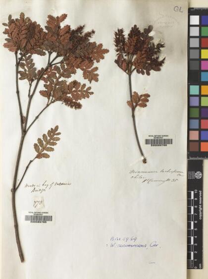 Weinmannia trichosperma [Espécimen: ]