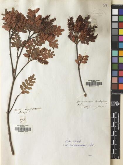 Weinmannia trichosperma [Espécimen: ]