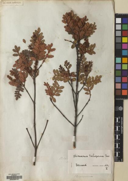 Weinmannia trichosperma [Espécimen: ]