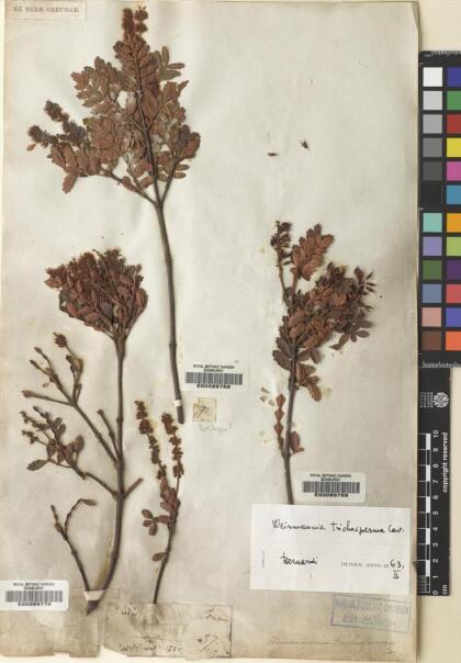 Weinmannia trichosperma [Espécimen: ]