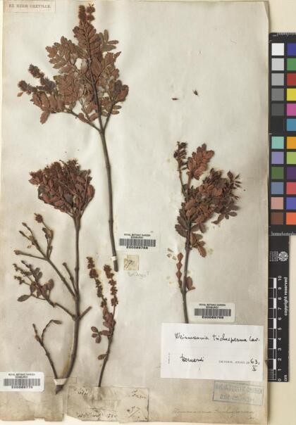 Weinmannia trichosperma [Espécimen: ]