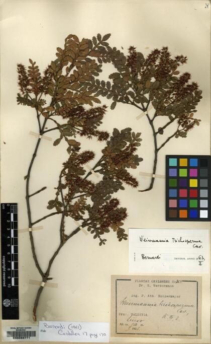 Weinmannia trichosperma [Espécimen: ]