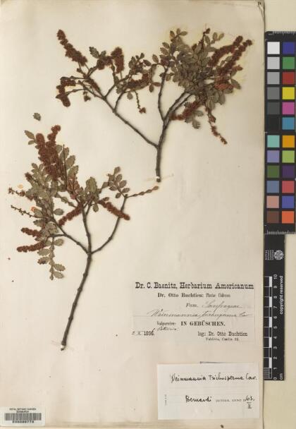 Weinmannia trichosperma [Espécimen: ]