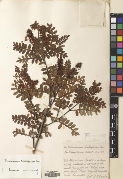 Weinmannia trichosperma [Espécimen: ]