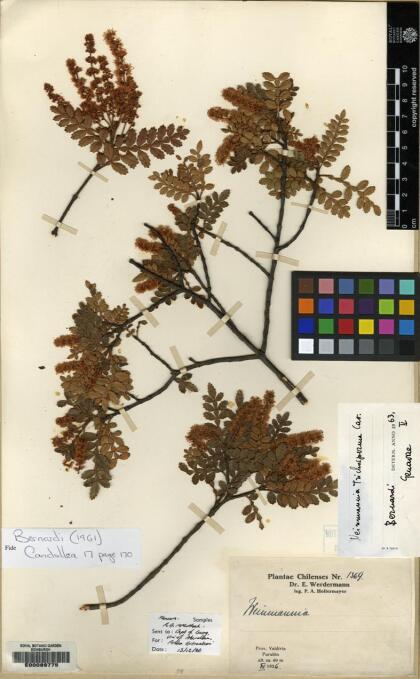 Weinmannia trichosperma [Espécimen: ]