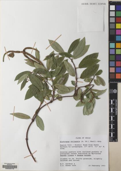 Elytropus chilensis [Espécimen: ]