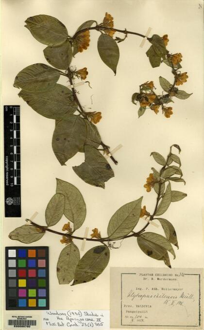 Elytropus chilensis [Espécimen: ]