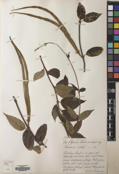Elytropus chilensis [Espécimen: ]