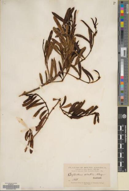 Skytanthus acutus [Espécimen: ]