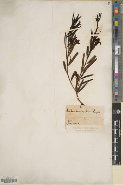 Skytanthus acutus [Espécimen: ]