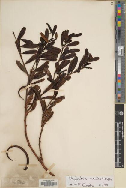 Skytanthus acutus [Espécimen: ]