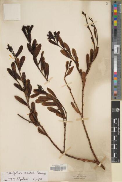 Skytanthus acutus [Espécimen: ]