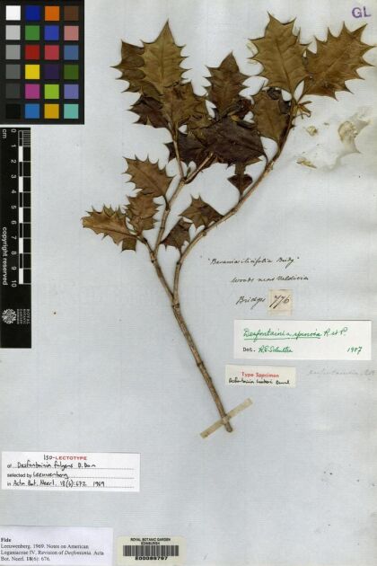 Desfontainia fulgens [Espécimen: ]