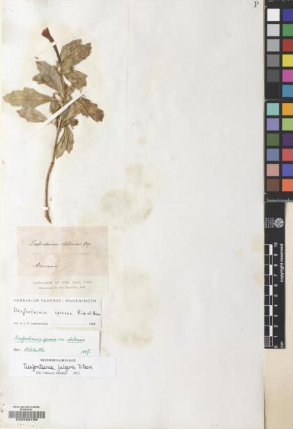 Desfontainia fulgens [Espécimen: ]