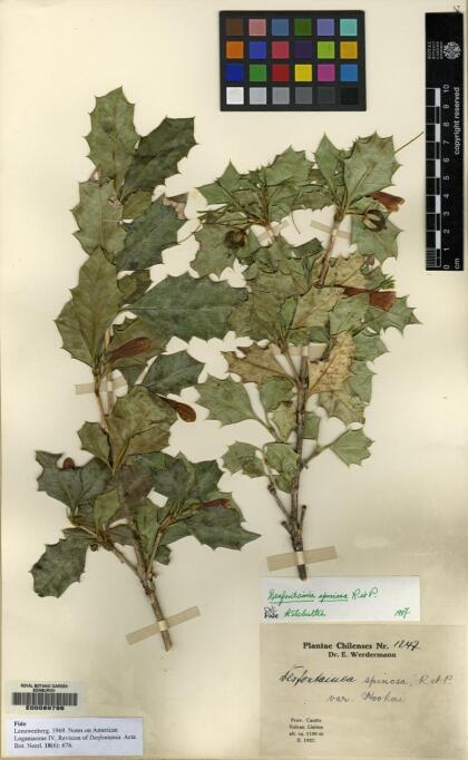 Desfontainia fulgens [Espécimen: ]