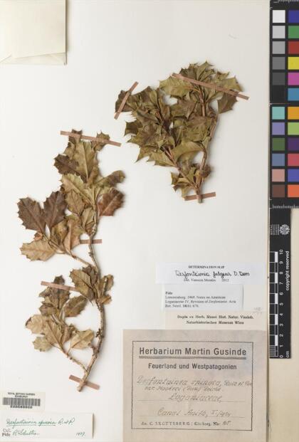 Desfontainia fulgens [Espécimen: ]