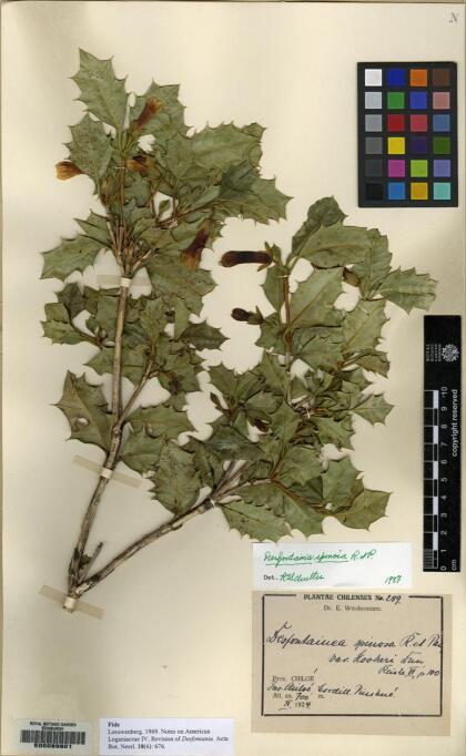 Desfontainia fulgens [Espécimen: ]