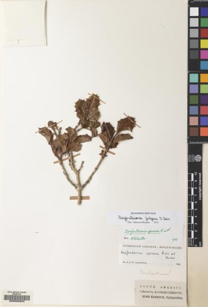 Desfontainia fulgens [Espécimen: ]