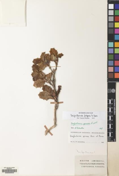 Desfontainia fulgens [Espécimen: ]