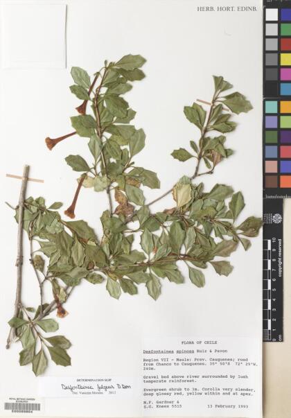 Desfontainia fulgens [Espécimen: ]