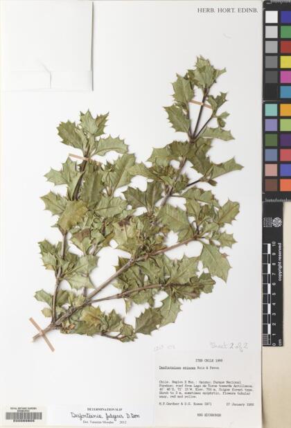 Desfontainia fulgens [Espécimen: ]
