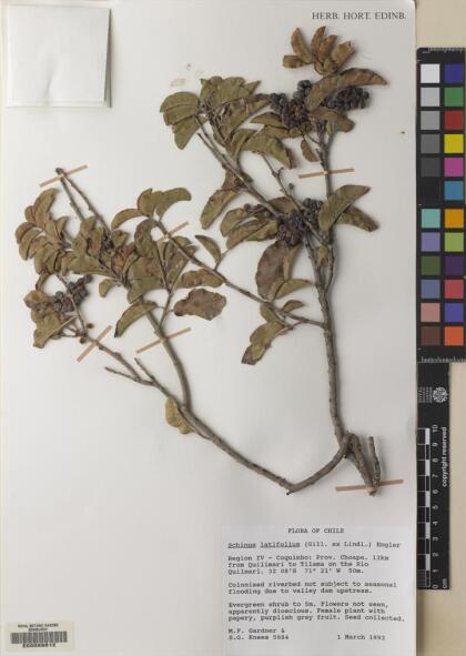 Schinus latifolia [Espécimen: ]