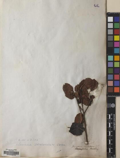 Schinus latifolia [Espécimen: ]