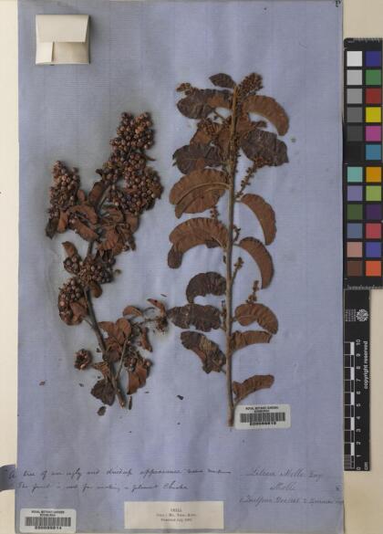 Schinus latifolia [Espécimen: ]