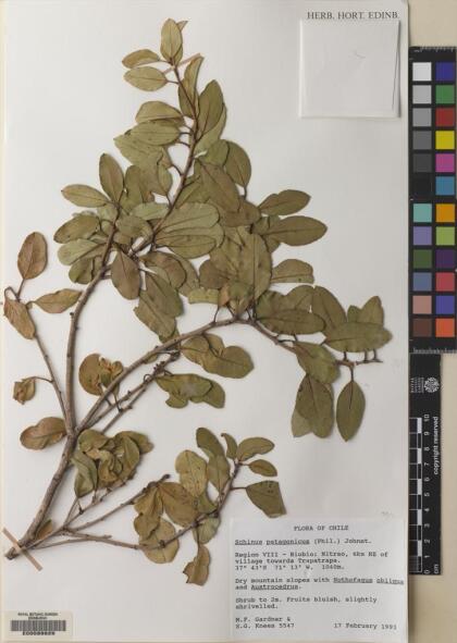 Schinus patagonica [Espécimen: ]