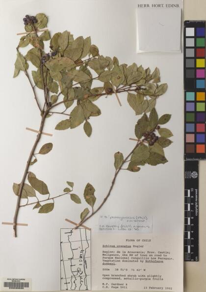 Schinus patagonica [Espécimen: ]