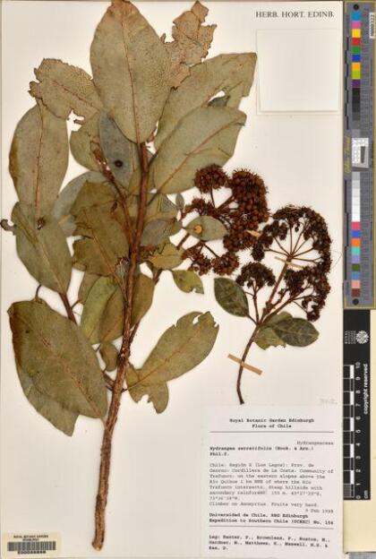 Hydrangea serratifolia [Espécimen: ]