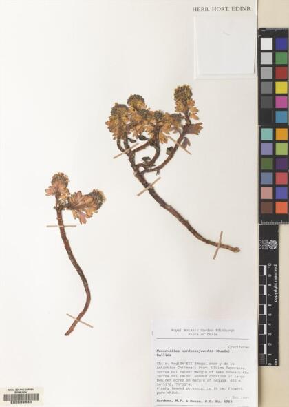 Menonvillea nordenskjoeldii [Espécimen: ]