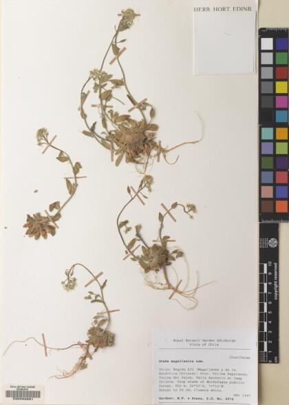 Draba magellanica [Espécimen: ]