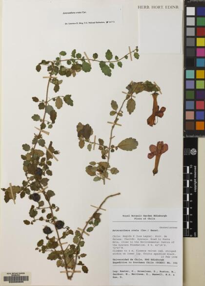 Asteranthera ovata [Espécimen: ]