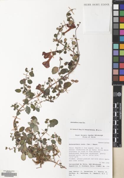 Asteranthera ovata [Espécimen: ]