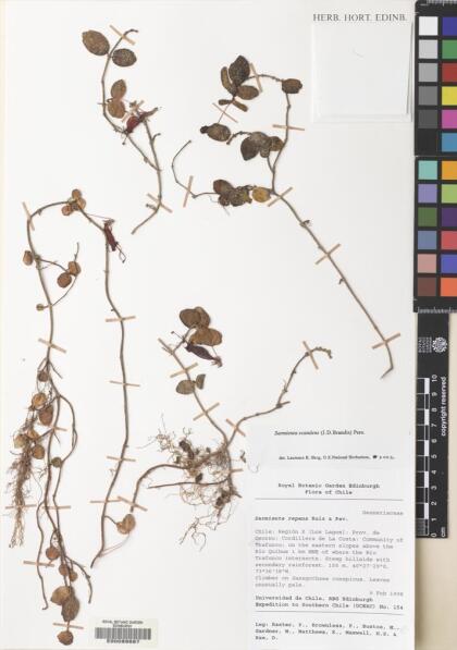 Sarmienta scandens [Espécimen: ]