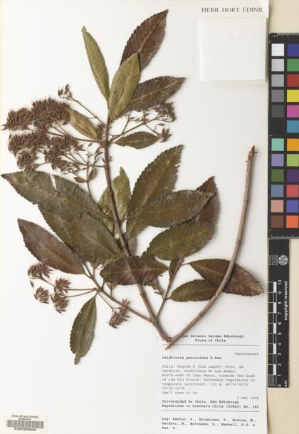 Caldcluvia paniculata [Espécimen: ]