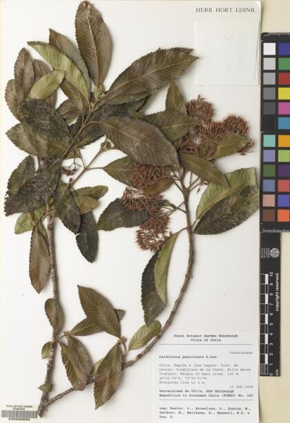 Caldcluvia paniculata [Espécimen: ]