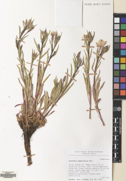Oenothera magellanica [Espécimen: ]