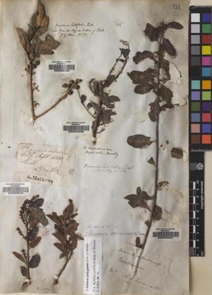 Schinus latifolia [Espécimen: ]