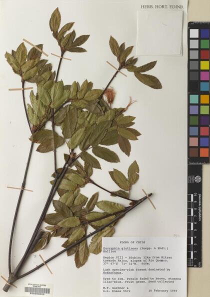 Eucryphia glutinosa [Espécimen: ]