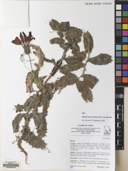 Mutisia spinosa var. spinosa [Espécimen: ]